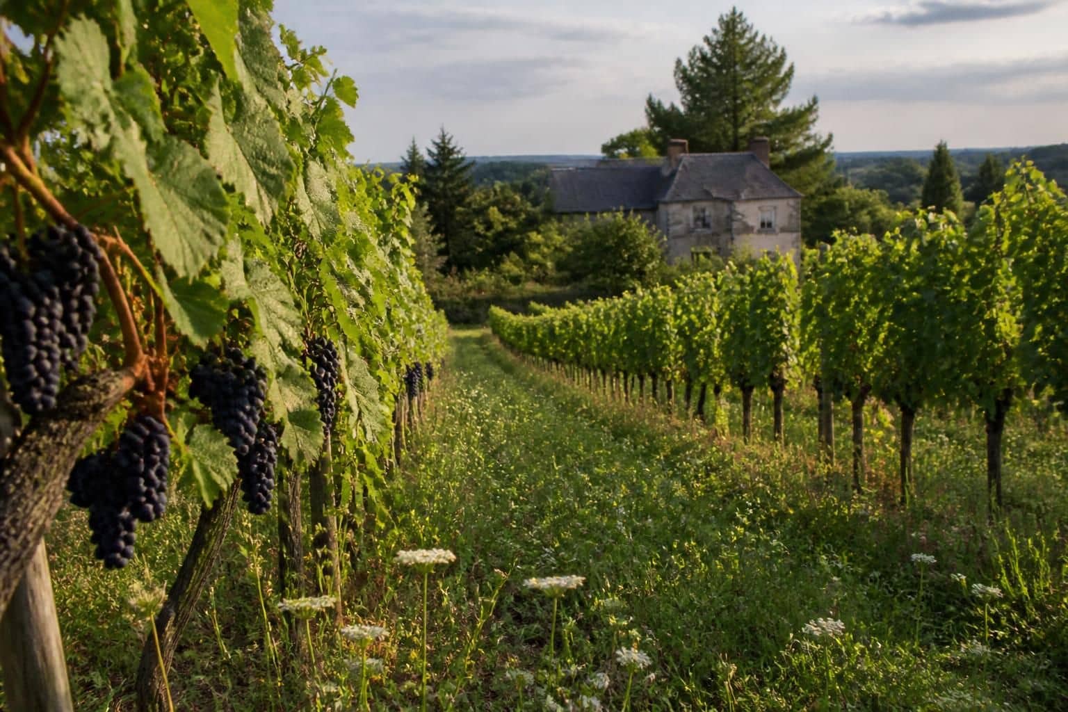 découvrez le domaine de la marinière, vignoble biologique situé à panzoult, spécialisé dans les vins d’aoc chinon alliant tradition et respect de l'environnement.